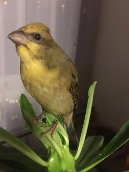 麻料(普通朱雀～别称红麻料,青麻料)