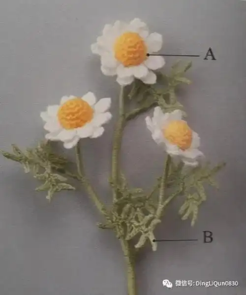 小雏菊图解