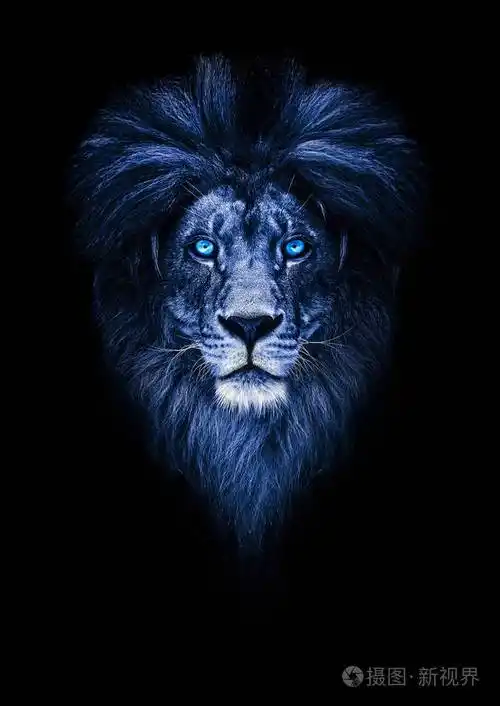 美丽的狮子狮子与冰冷的眼睛的画像冷冷的凝视