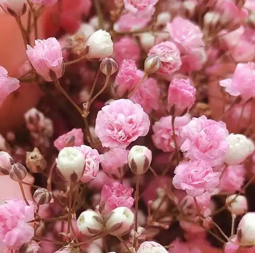 青涩的爱这是粉色满天星的花语之一看起来粉红的小花朵代表着青涩的