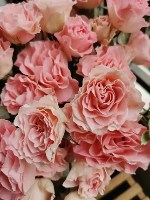 多头人鱼公主玫瑰