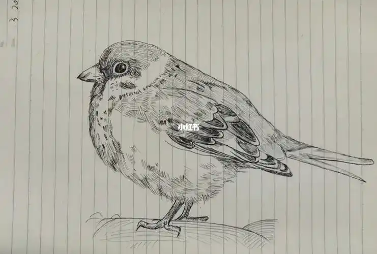 没有钢笔的钢笔画麻雀