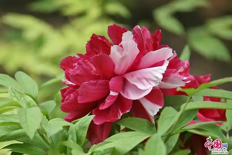 日光物语四十九十三日本牡丹花开时节艳无边