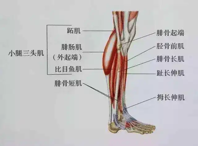 小腿正面疼是怎么回事(跑完步不光小腿疼?迎面骨前侧也疼?