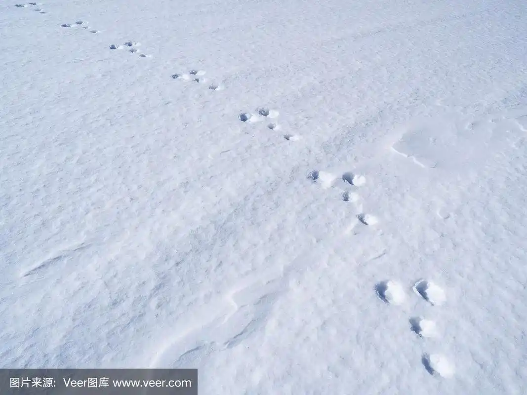 雪地上有兔子的脚印