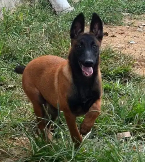 出售24个月精品黑红马犬疫苗驱虫已做保健康