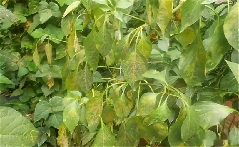 辣椒叶霉病症状表现,防治辣椒叶霉病用什么药?_保护地_平台_文章