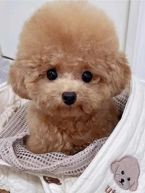 因为我家崽崽是只小泰迪,毛发颜色是比较深的之前也没怎么注意过泪痕