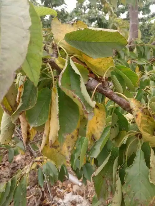 请问这位老师这是樱桃的什么病害