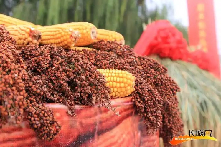 高清图丨河北唐山芦台经开区欢庆丰收节稻香果甜人欢笑
