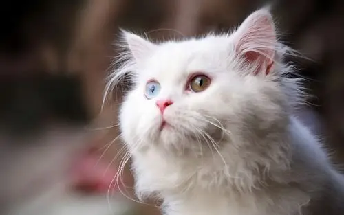 清新可爱白色猫咪壁纸_软萌清新的小白猫