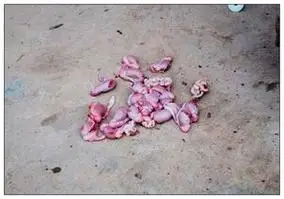 p data-id="go159c4kgn">劁(qiāo)猪,顾名思义,就是阉割猪的睾丸或