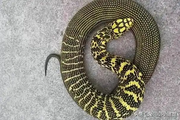 菜花蛇臭名昭著霸道生性凶猛为什么还会有人喜欢