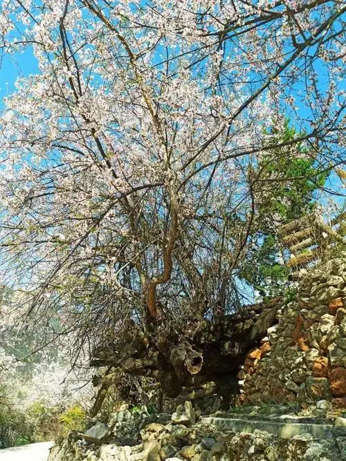 盛开千年的桃花,是哪里的桃树能存在于上千年之久?