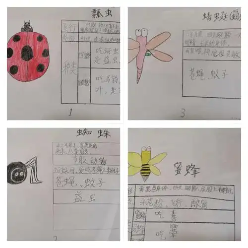 【电机子校】三年级学生学习昆虫备忘录一课作业展