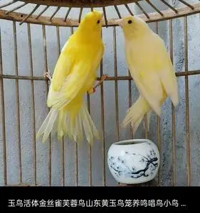 玉鸟140元黄玉鸟,红玉鸟280元一个精品红辣椒380元一个