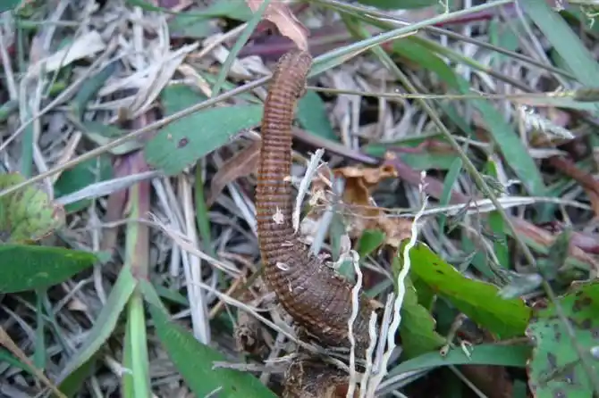 在营地的蚂蟥,好彩每个队员都人品超好,没人中招.