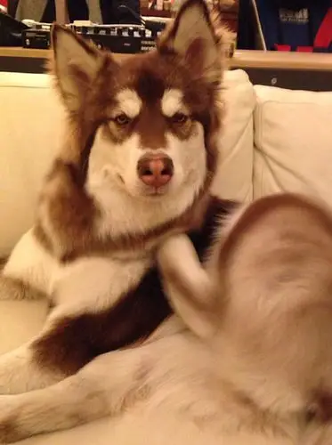 王思聪爱犬王可可是个碧池图集