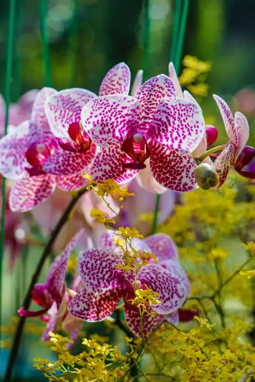 试用:a7m2 sel24240拍花卉