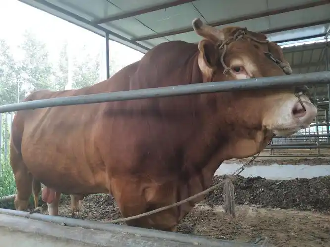 西门塔尔牛 200斤以下 统货