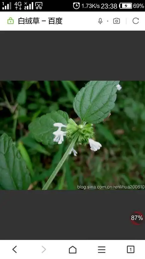 名称:白绒草. 形态:草本,茎被长柔毛.叶卵形,长1.5-4cm,密被绒毛.
