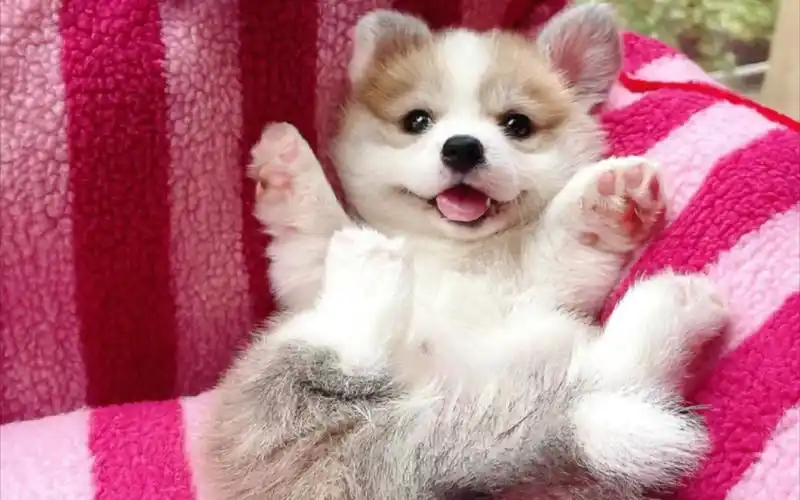 98阿拉斯加超级超级小可爱来啦!98