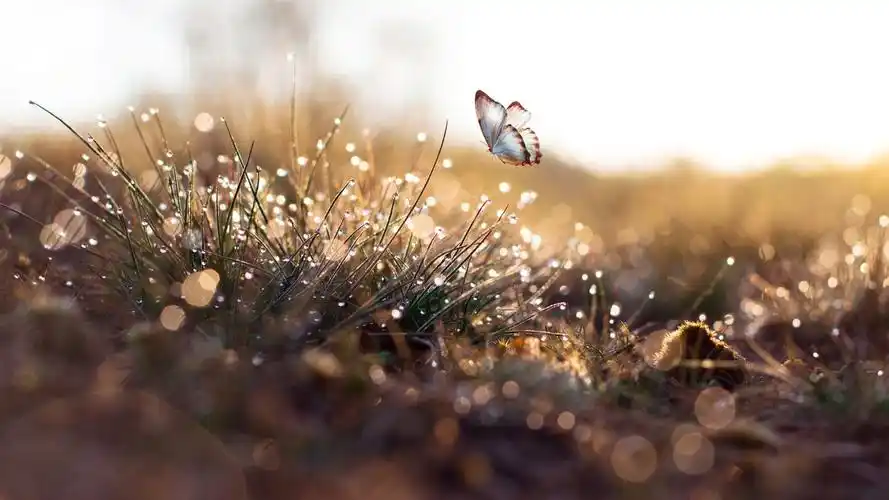 梦幻唯美蝴蝶壁纸_超美的漂亮蝴蝶