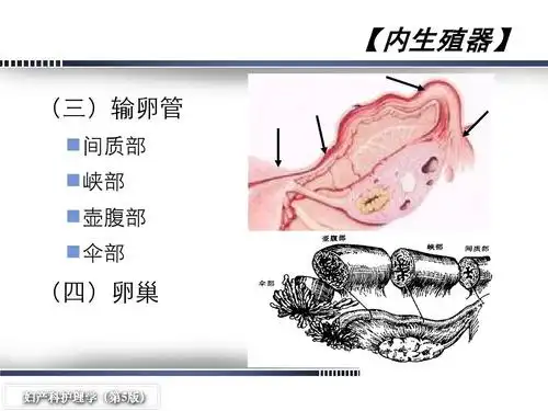 【内生殖器】 (三)输卵管   间质部   峡部   壶腹部   伞部 (四)卵巢