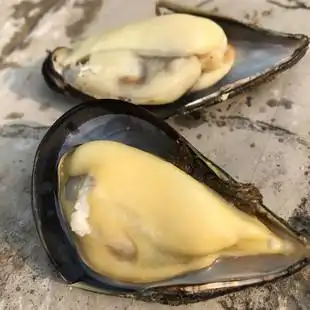 连云港当潮海捕大青口贝鲜活海虹新鲜海贝海鲜水产野生贝壳包邮