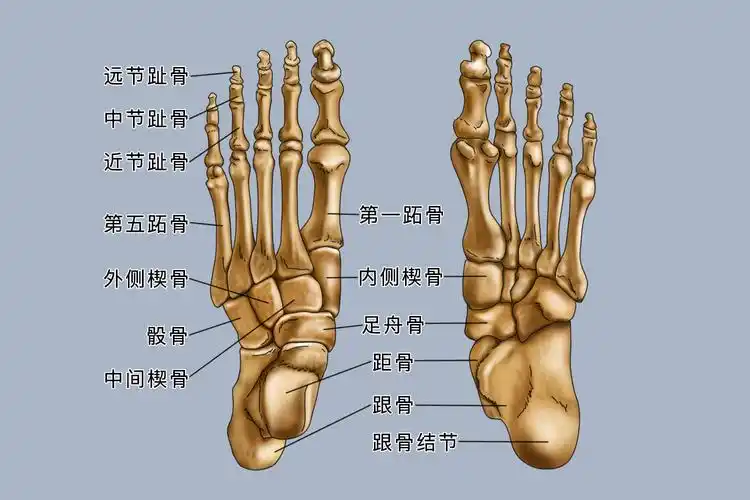 人体脚骨结构图