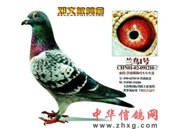 邓文敏--vip展厅--搜鸽网