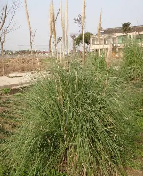 批发供应矮蒲苇,禾本科,蒲苇属,多年生草本