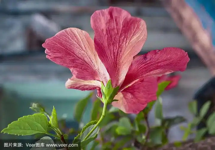 盛开的粉红色木槿花具萼片,背面观赏