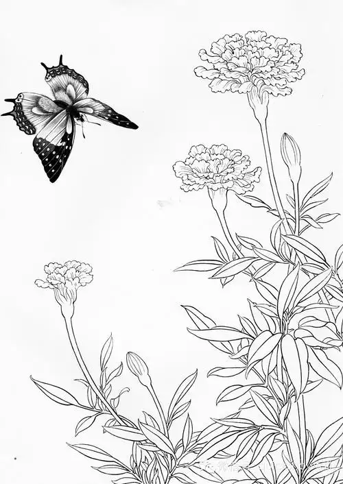 国画基础教程工笔蝴蝶画法与线描画谱