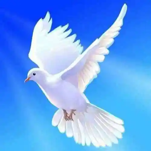 鸽子是和平,友谊,团结,圣洁的象征,和平鸽素材,喜欢的自取