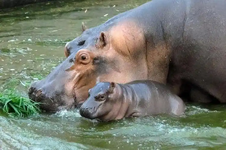 回顾:成千上万的鱼群被粪便憋的翻了肚,河马粪便到底多可怕?