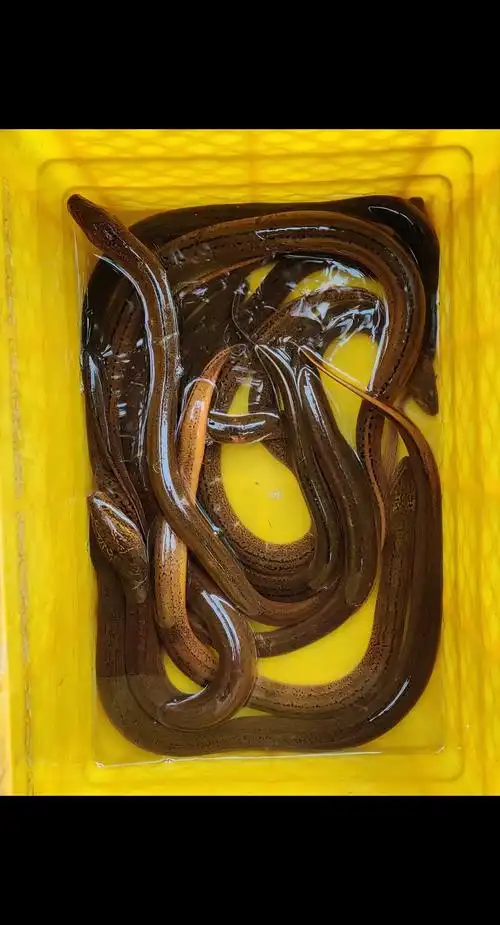 野生黄鳝,3条9两的,部分5两的,60每斤,龙虾有5斤多,1 - 抖音