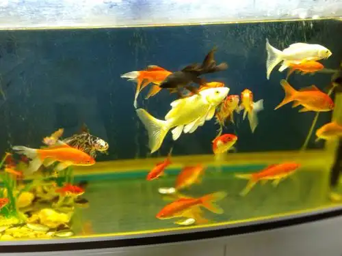 在家里的鱼缸中养一群五颜六色的宠物鱼,第一感觉真漂亮,给人的感觉太