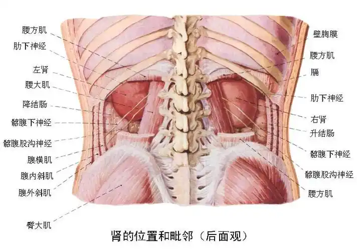 精彩解剖 肾脏,输尿管,膀胱,肾上腺,前列腺