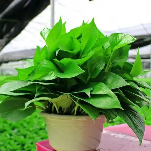 【基地直销】批发180a级绿萝 净化空气除甲醛大王 工程绿.