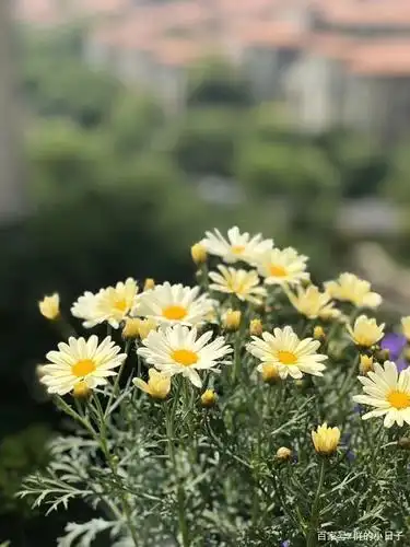玛格丽特一个很高大上的花名,其实就是菊花的一种