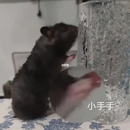 我家小黑妹真是太可爱了_宠物_金丝熊_表情包_p图_我家宠物好可爱