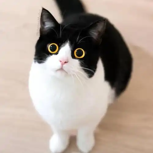 全身都是黑色,尾巴末端为白色,称之为"墨玉垂珠".