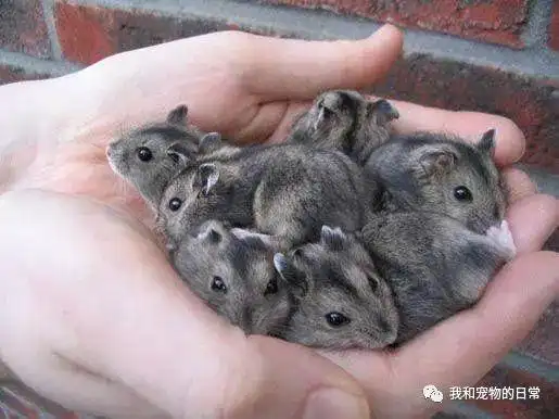 太可怕了两只仓鼠因为没有分笼饲养一年竟然可以生1000多只小仓鼠