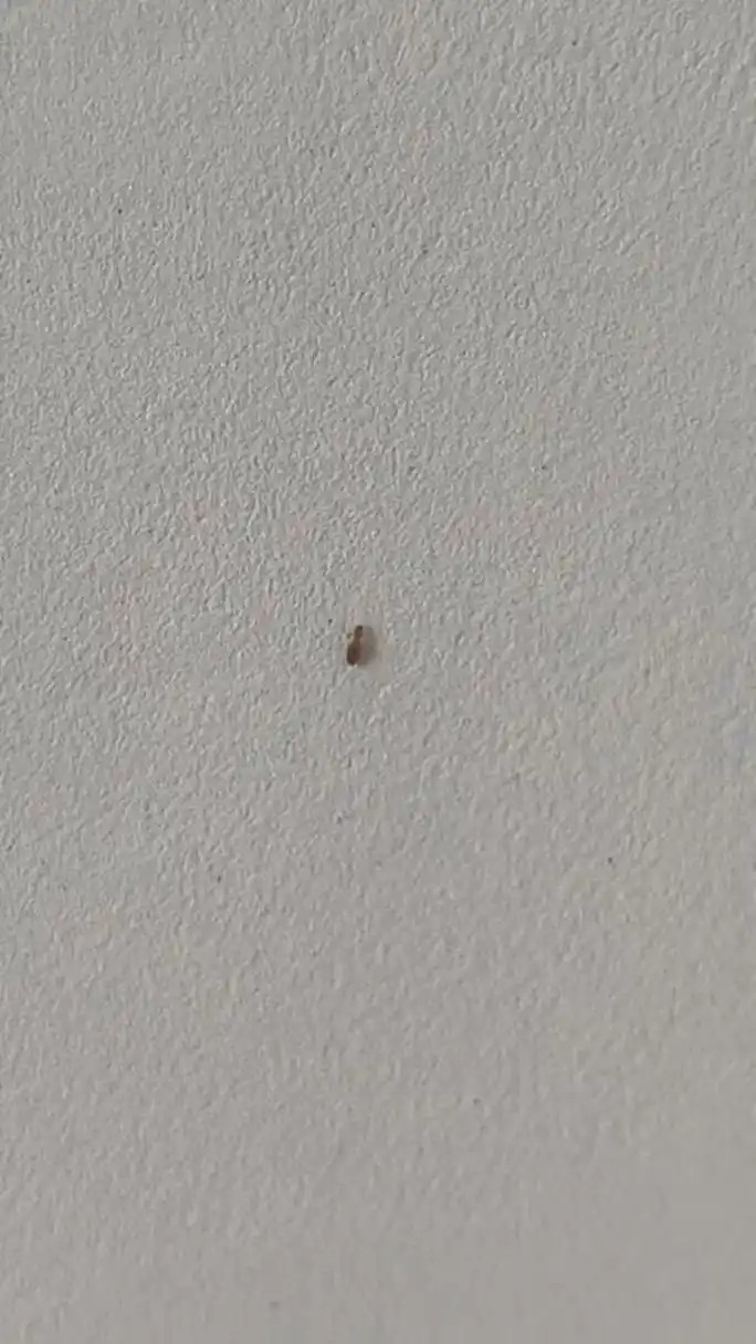 有些人对家里生书虱感到纳闷,其实没有必要,因为像是回南天或是梅雨天