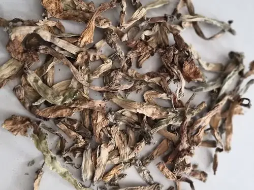 洋金花到哪里买多少钱一斤洋金花到哪里买多少钱一斤出售各种中药