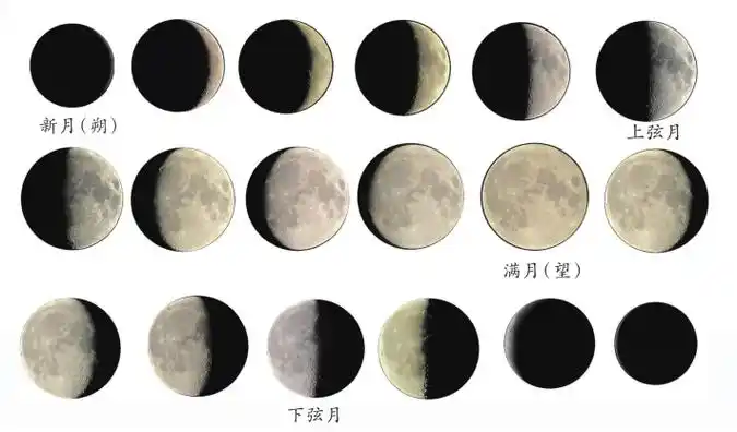 图8—3 月相图8—4 上弦月实践探索制作月相模型根据本单元学习的内容