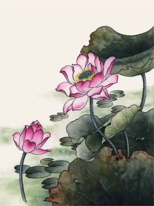 工笔荷花怎么染色工笔荷花染色步骤图解