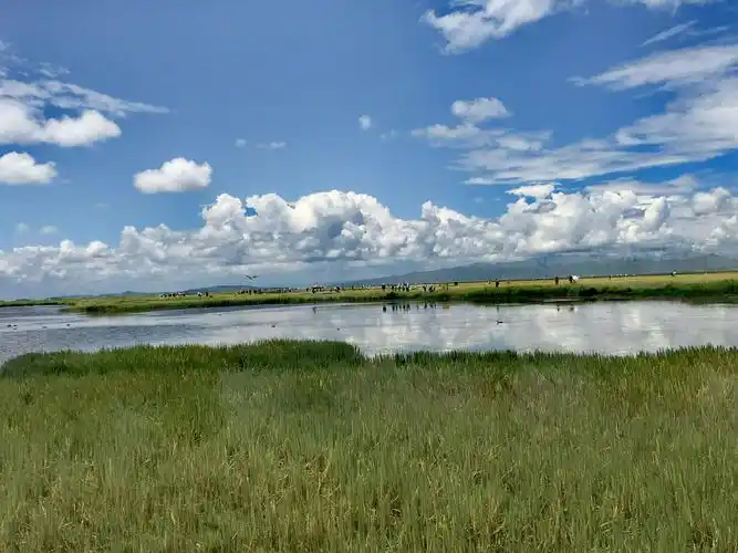 若尔盖花湖,湿地,草原