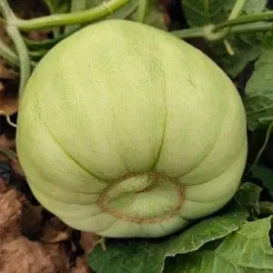 湖南衡阳本地老品种香瓜衡南向阳桥甜瓜绿宝石甜宝露天种植自然成